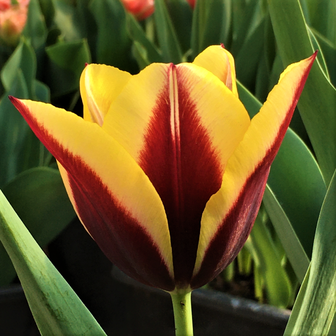 Tulip Gavota